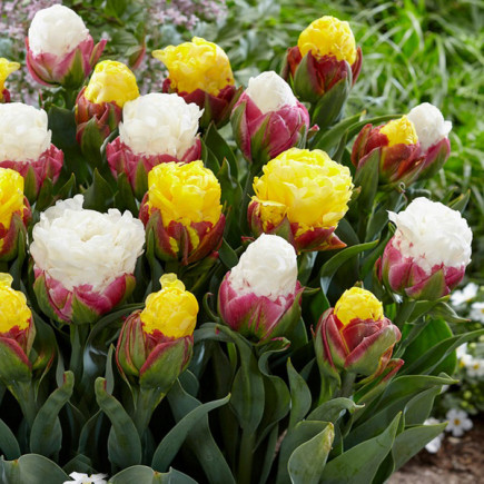 Комплект луковиц тюльпанов Мороженное цветущее