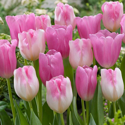 Комплект цибулин тюльпанів Рожеві мрії
