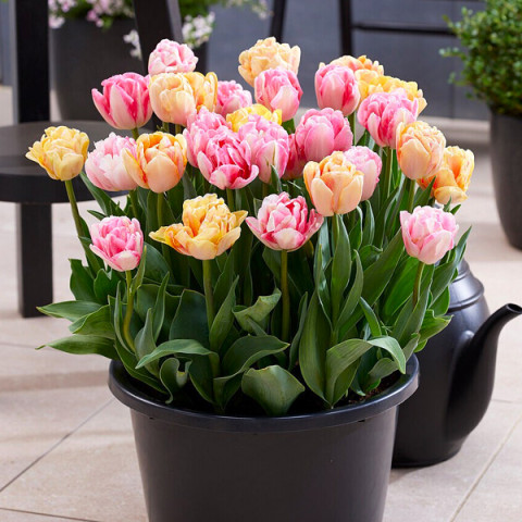 Комплект цибулин тюльпанів Веснянка