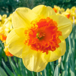 Нарцис Корончатий Coral Crown