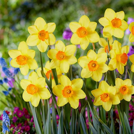 Нарцис Корончатий Estremadura