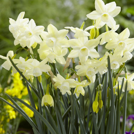 Нарцисс Многоцветковый Moonlight Sensation