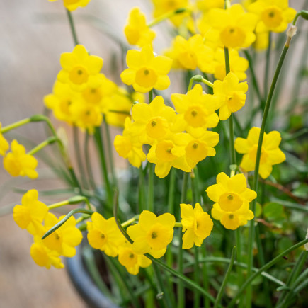 Нарцисс Многоцветковый More and More