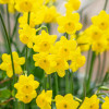 Нарцисс Многоцветковый More and More