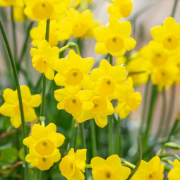 Нарцисс Многоцветковый More and More