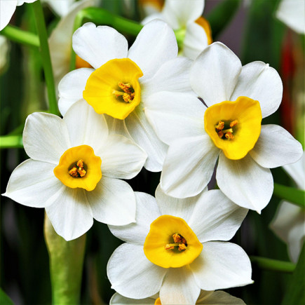 Нарцисс Многоцветковый Canaliculatus