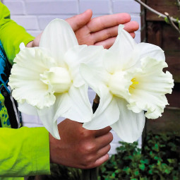 Нарцисс Корончатый Mount Hood Нарцисс Корончатый Mount Hood