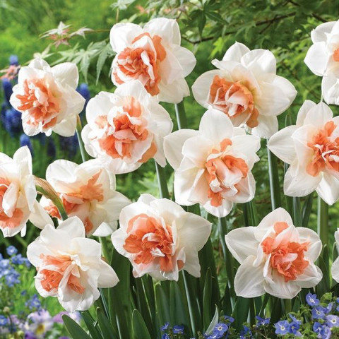 Нарцисс Махровый Rosy Cloud Нарцисс Махровый Rosy Cloud