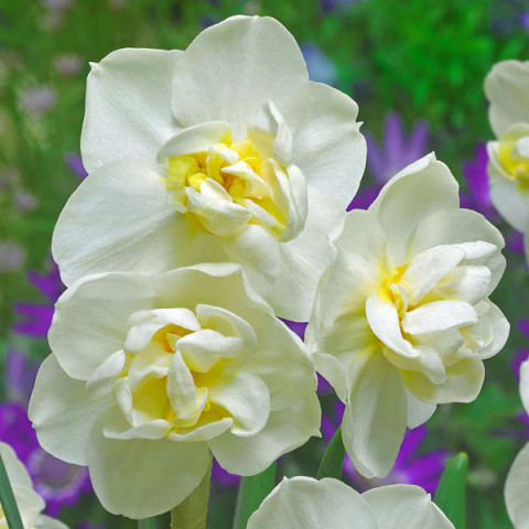 Нарцисс Многоцветковый Cherfulness