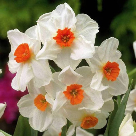 Нарцис Багатоквітковий Geranium