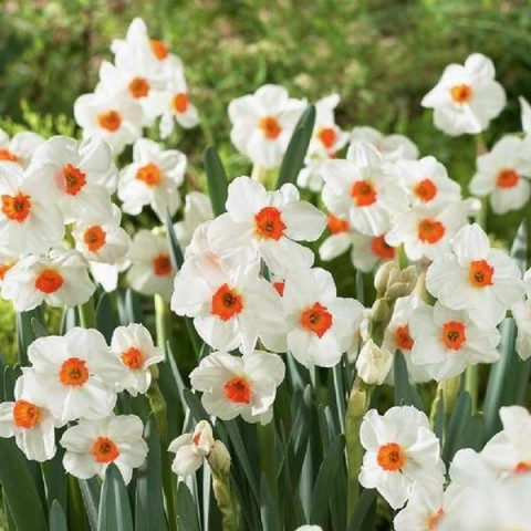 Нарцисс Многоцветковый Geranium