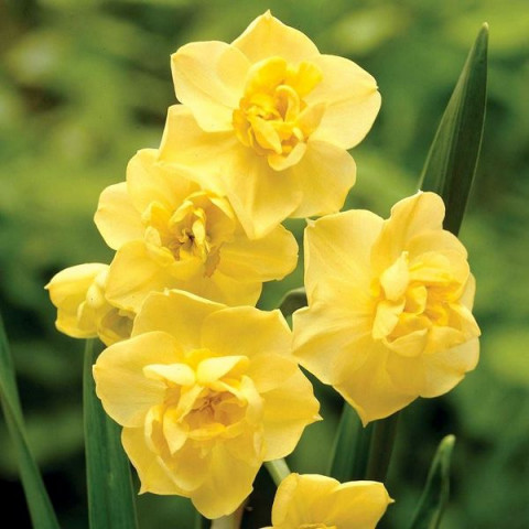 Нарцисс Многоцветковый Yellow Cherfulness