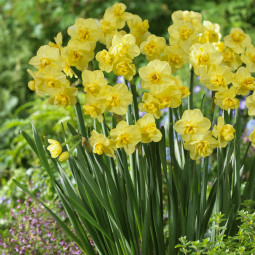 Нарцис Багатоквітковий Yellow Cheerfulness