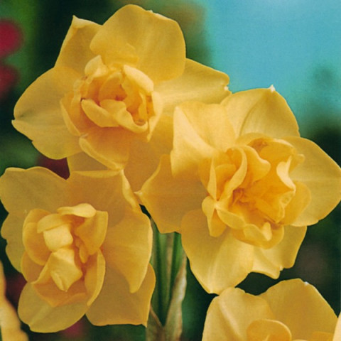 Нарцисс Многоцветковый Yellow Cheerfulness