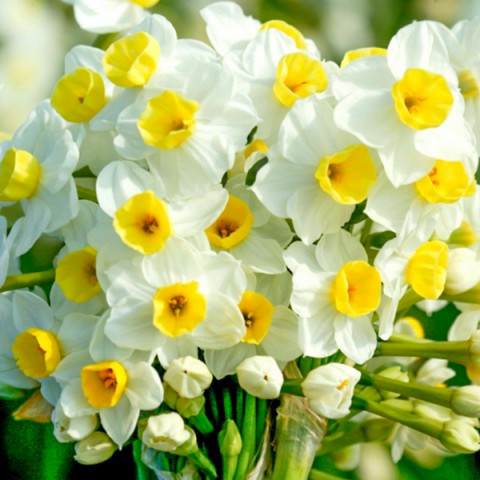 Нарцисс Многоцветковый Avalanche