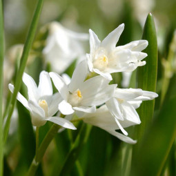 Пушкінія Alba (scilloides var. Libanotica)