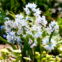 Пушкінія Blue (scilloides var. Libanotica)