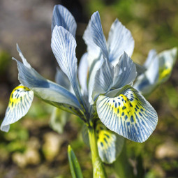 Ірис Reticulata Katharine Hodgkin