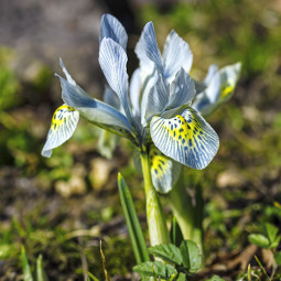 Ірис Reticulata Katharine Hodgkin