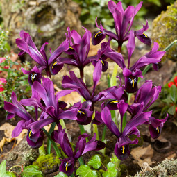 Ірис Reticulata Purple Gem