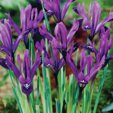 Ирис Reticulata Purple Gem Ирис Reticulata Purple Gem