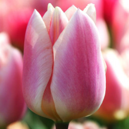 Тюльпан Дарвина Apricot Delight