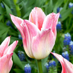 Тюльпан Лилиевидный Ballade Lady