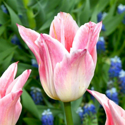 Тюльпан Лилиевидный Ballade Lady