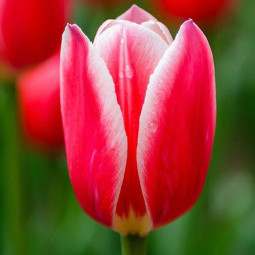 Тюльпан Дарвина Candy Apple Delight