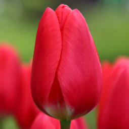 Тюльпан Дарвина Cherry Delight