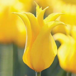 Тюльпан Лилиевидный Inimitable