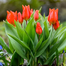 Тюльпан Ботанічний Praestans Zwanenburg Variety