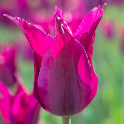 Тюльпан Лилиевидный Purple Heart