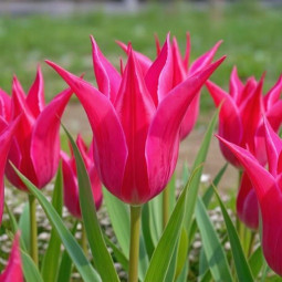 Тюльпан Лилиевидный Raspberry Twist