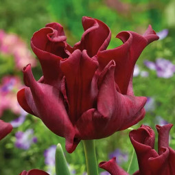 Тюльпан Волнистый Red Dress