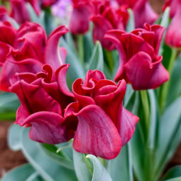 Тюльпан Волнистый Red Dress
