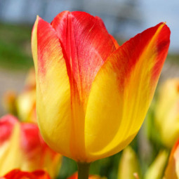 Тюльпан Тріумф Suncatcher