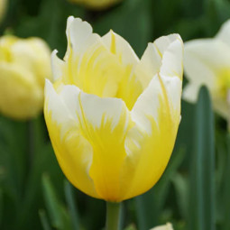 Тюльпан Гибрид Фостера Sweetheart