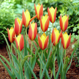 Тюльпан Ботанічний Taco