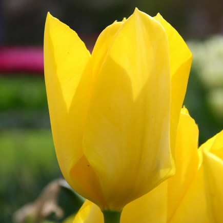 Тюльпан Гибрид Фостера Yellow Purissima