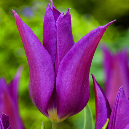 Тюльпан Лилиевидный Yume No Murasaki