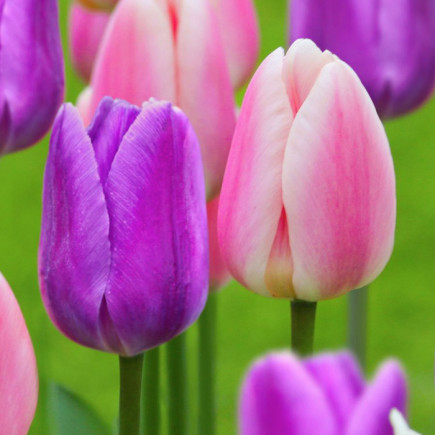 Комплект цибулин тюльпанів Фіолетово-рожевий шик