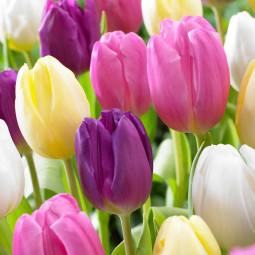 Комплект луковиц тюльпанов Цветочный Саундтрек