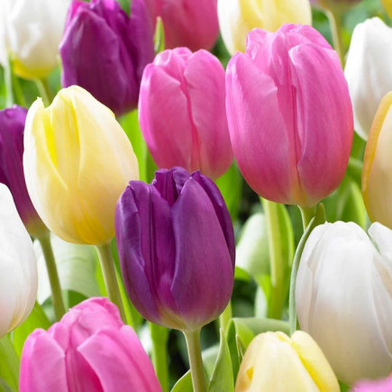 Комплект луковиц тюльпанов Цветочный Саундтрек