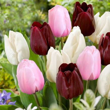 Комплект цибулин тюльпанів Романтичний Париж