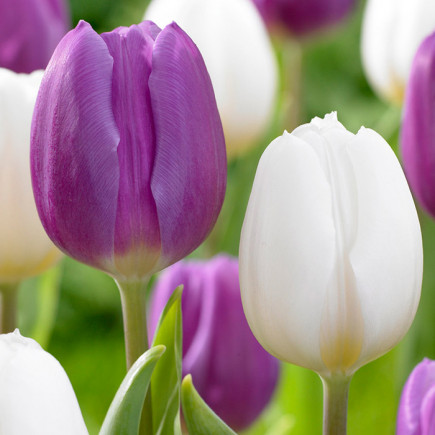 Комплект цибулин тюльпанів Тандем Весни