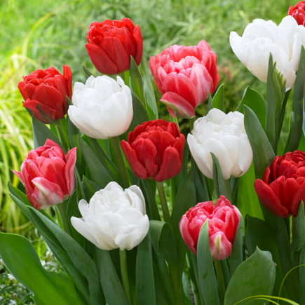 Комплект цибулин тюльпанів Тріо емоцій