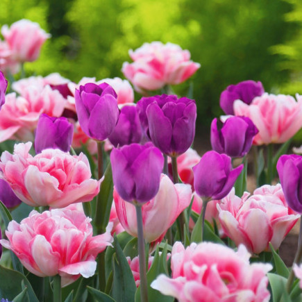 Комплект цибулин тюльпанів Весняний подарунок