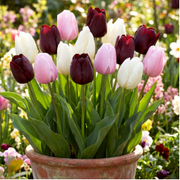 Комплект луковиц тюльпанов Романтический Париж