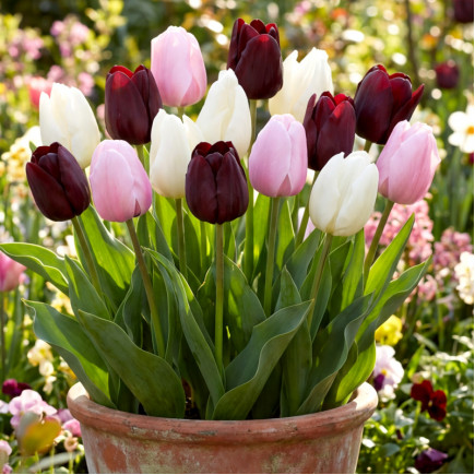 Комплект луковиц тюльпанов Романтический Париж